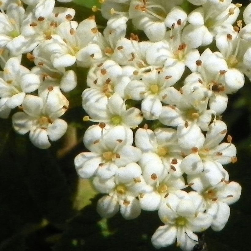Viburnum lantana (Flowering)