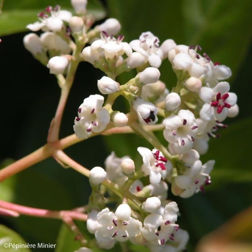 Viburnum Le Bois Marquis (Flowering)
