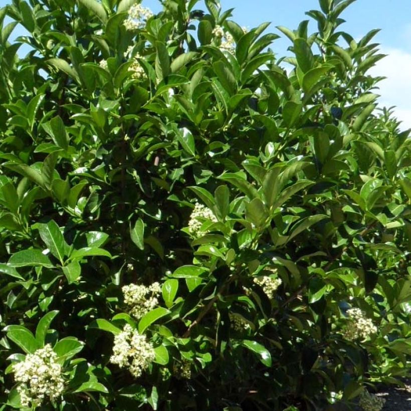 Viburnum lucidum (Foliage)