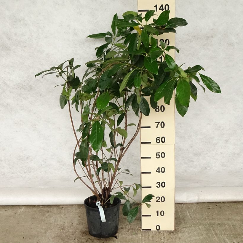 Viburnum lucidum - Viorne luisante Pot de 2L/3L sample as delivered in spring