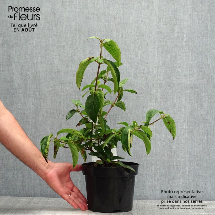 Viburnum macrocephalum Happy Fortuna 3L/4L pot sample as delivered in summer