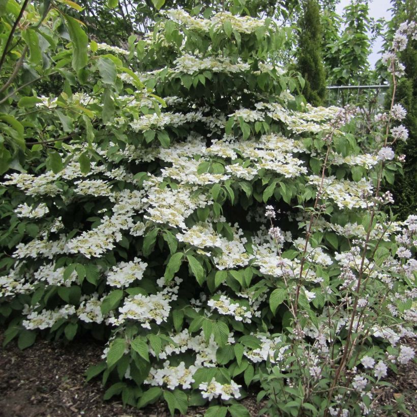 Viburnum plicatum Lanarth (Plant habit)