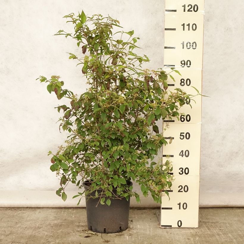 Viburnum plicatum Watanabe 7.5L/10L pot sample as delivered in summer