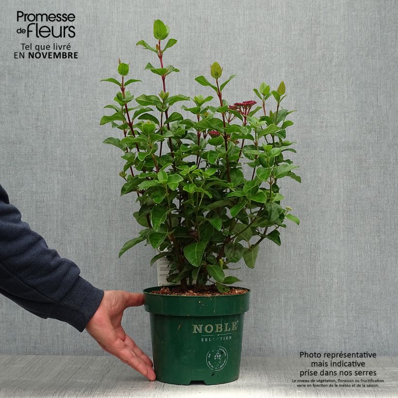 Viburnum tinus Lisarose - Pot de 3,5L sample as delivered in autumn