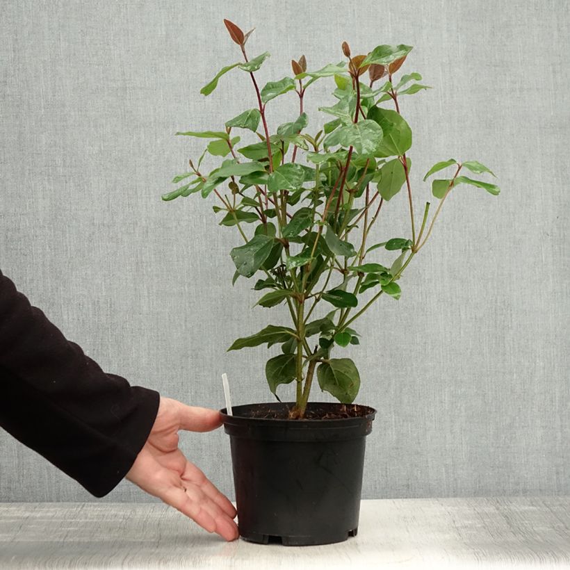 Viburnum tinus Purpureum 2L/3L pot sample as delivered in autumn