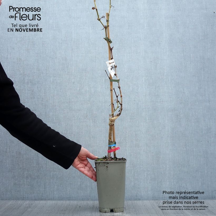 Alphonse Lavallée Vine - Vitis vinifera 1.5L/2L pot sample as delivered in autumn