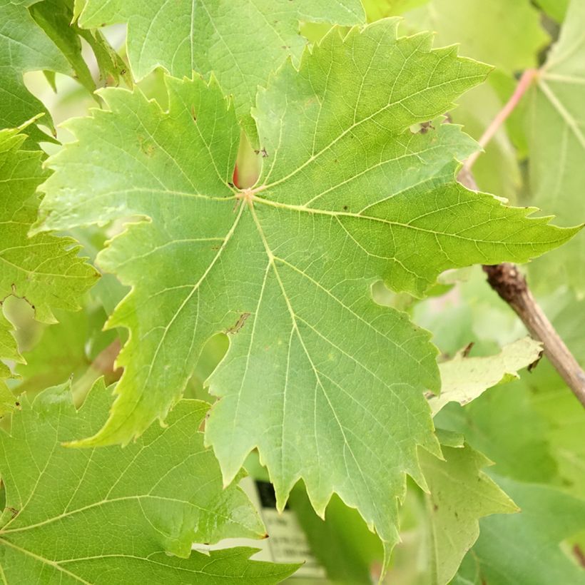 Vitis vinifera Ampelia Aladin - Grape vine (Foliage)