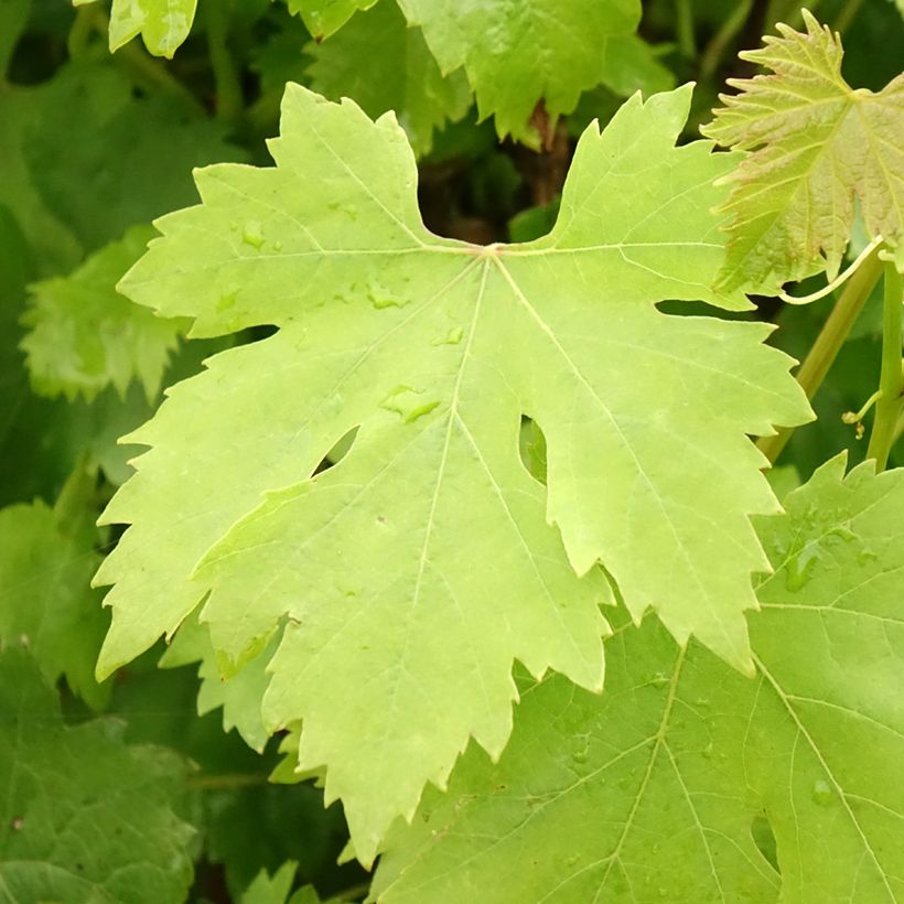 Vitis vinifera Cardinal - Grape vine (Foliage)