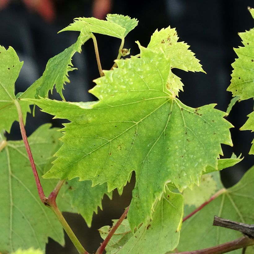 Vitis vinifera Chasselas Fontainebleau - Grape vine (Foliage)