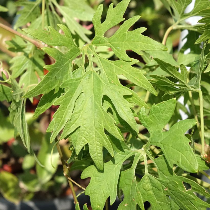 Vitis vinifera Chasselat Cioutat - Grape vine (Foliage)