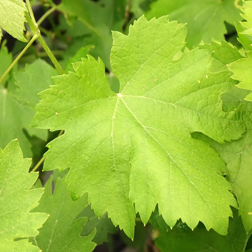 Vitis vinifera Cortese - Grape vine (Foliage)