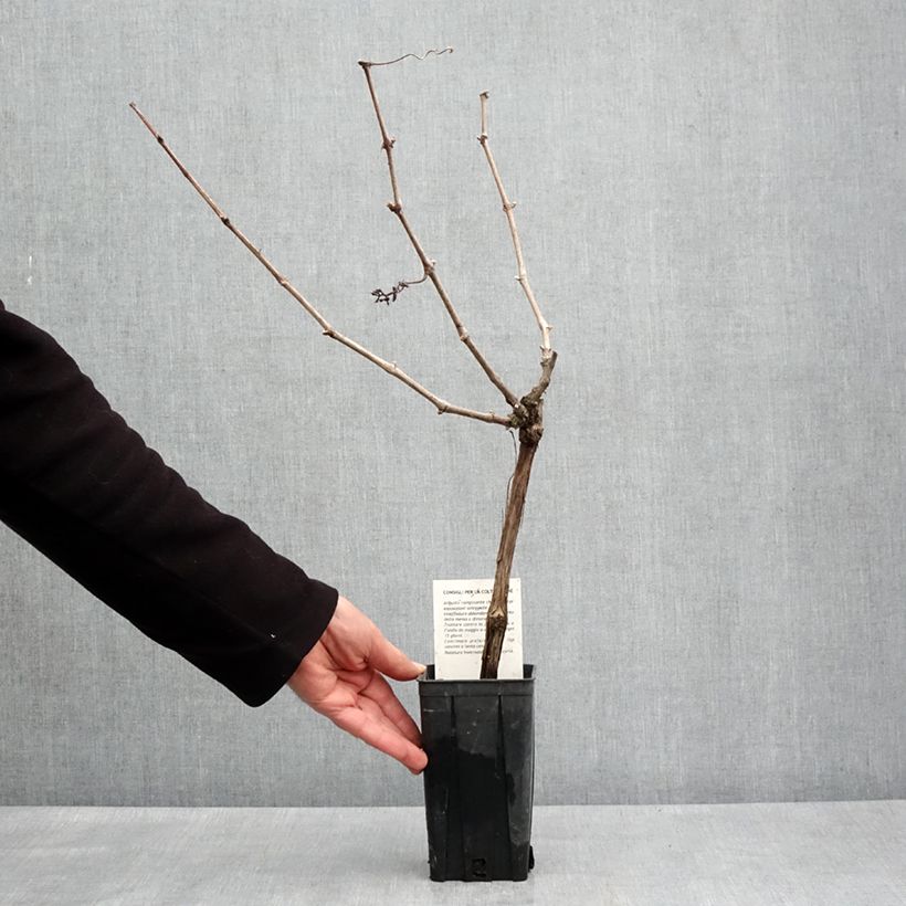 Vitis vinifera Cortese - Grape vine 1.5L/2L potShipped height around 100/110cm sample as delivered in spring