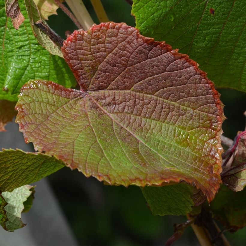Vitis coignetiae - Ornamental Vine (Foliage)