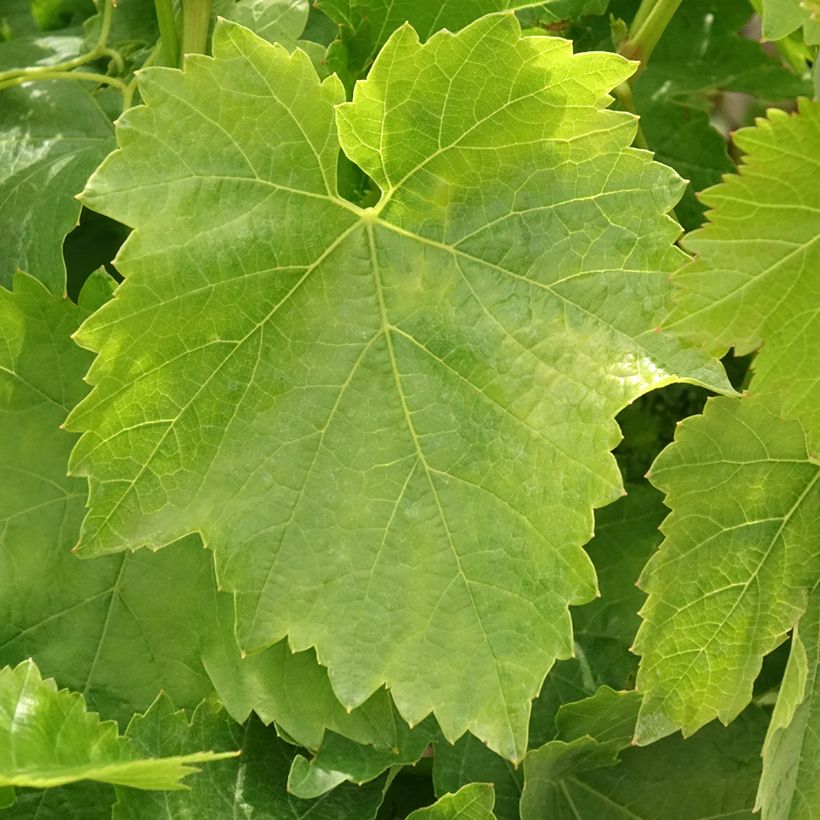Vitis vinifera Dattier de Beyrouth - Grape vine (Foliage)