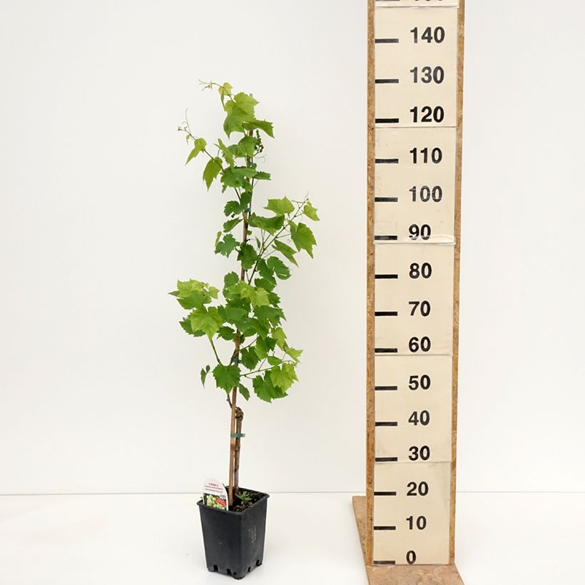 Vitis vinifera Ambra - Grape vine 1.5L/2L pot sample as delivered in spring