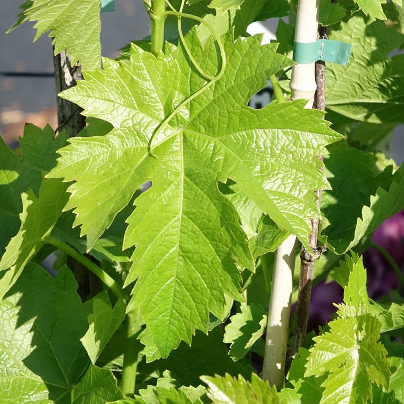 Vitis vinifera Corniola - Grapevine (Foliage)