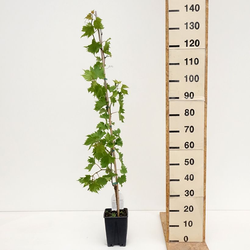 Vitis Francese Bianca - Dessert Grape 3L/4L pot sample as delivered in spring