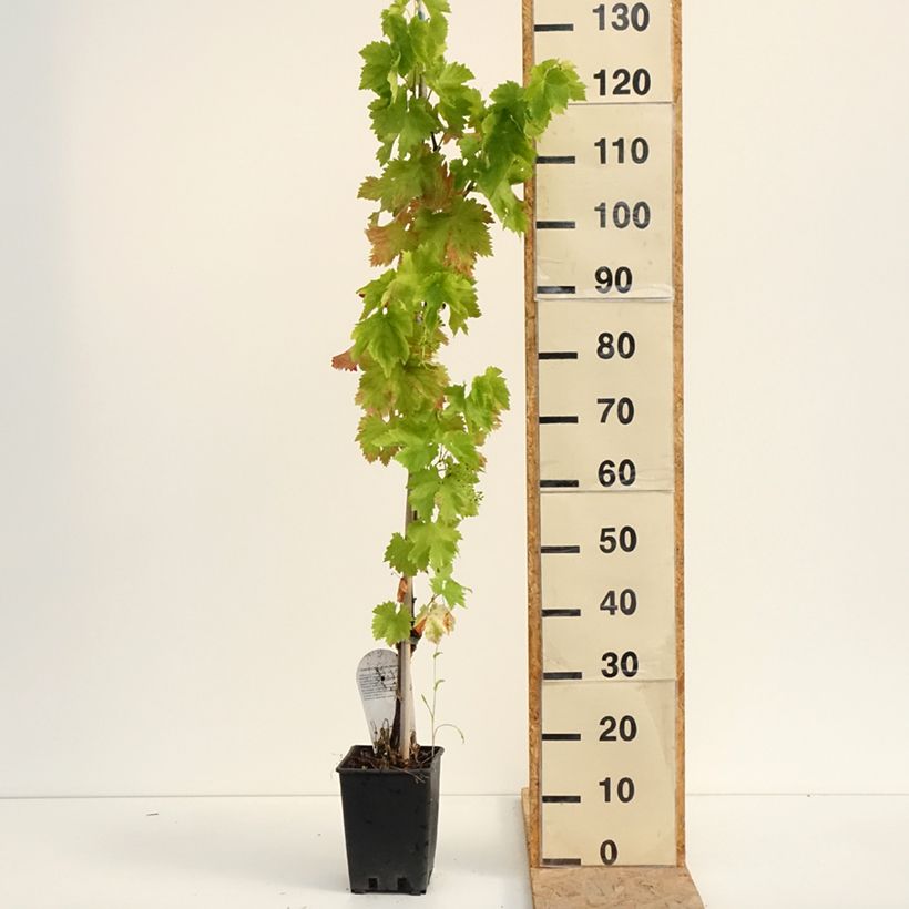 Vitis vinifera Leopoldo - Grape vine 1.5L/2L pot sample as delivered in summer