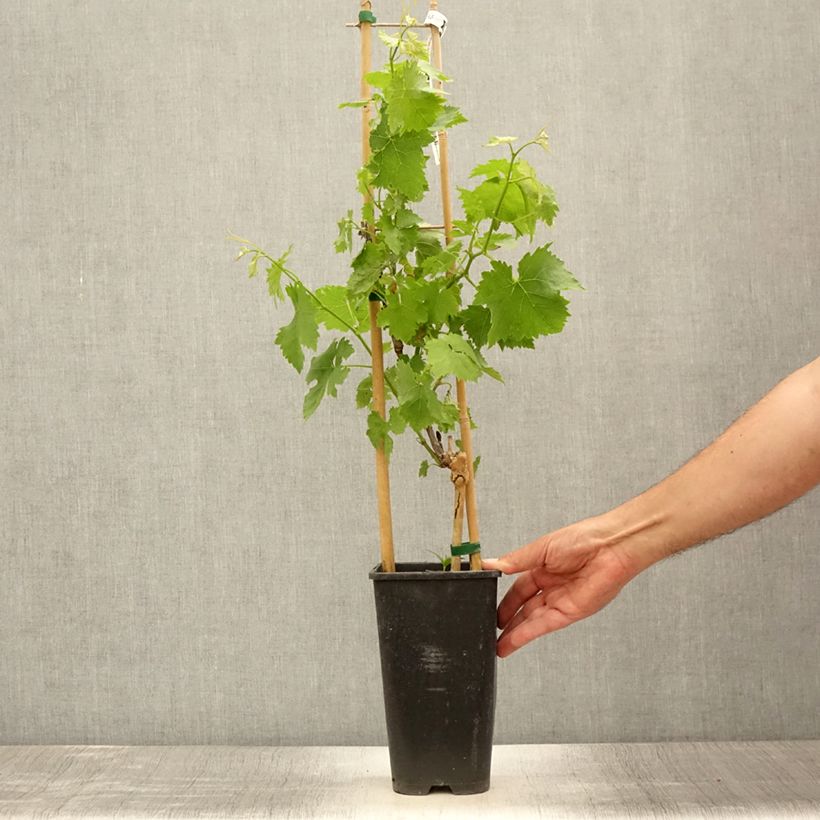 Vitis vinifera Lilla 3L/4L pot sample as delivered in summer