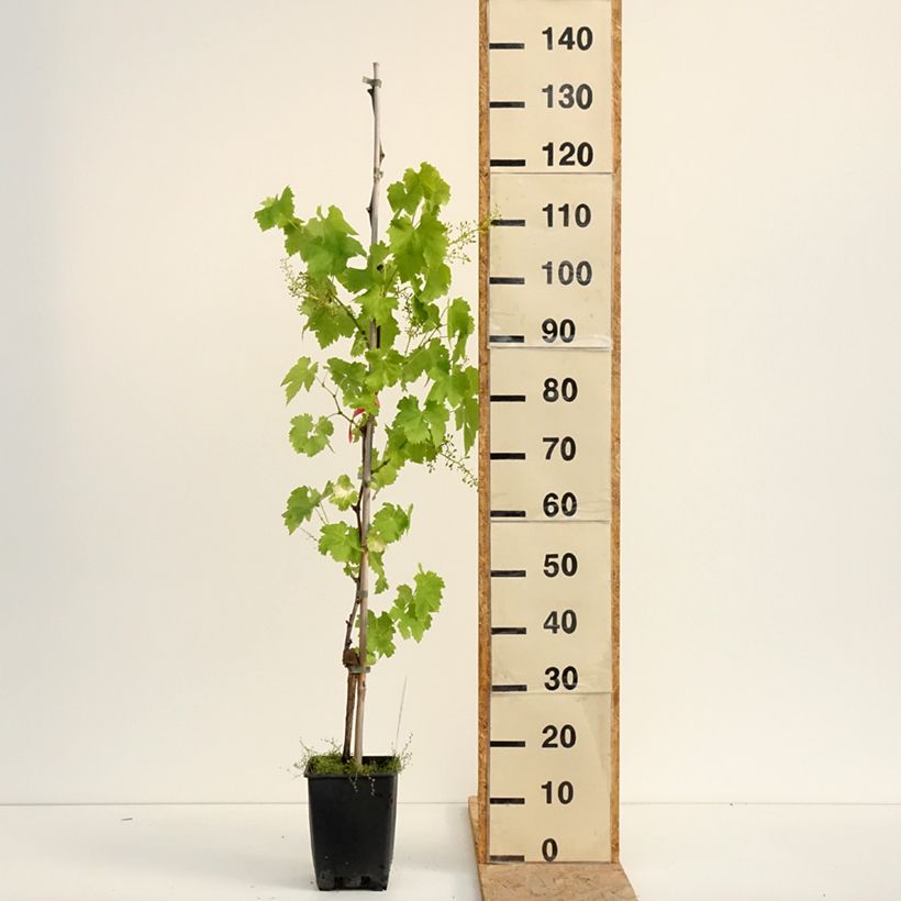 Vitis vinifera Luglienga - Grapevine 1.5L/2L pot sample as delivered in summer