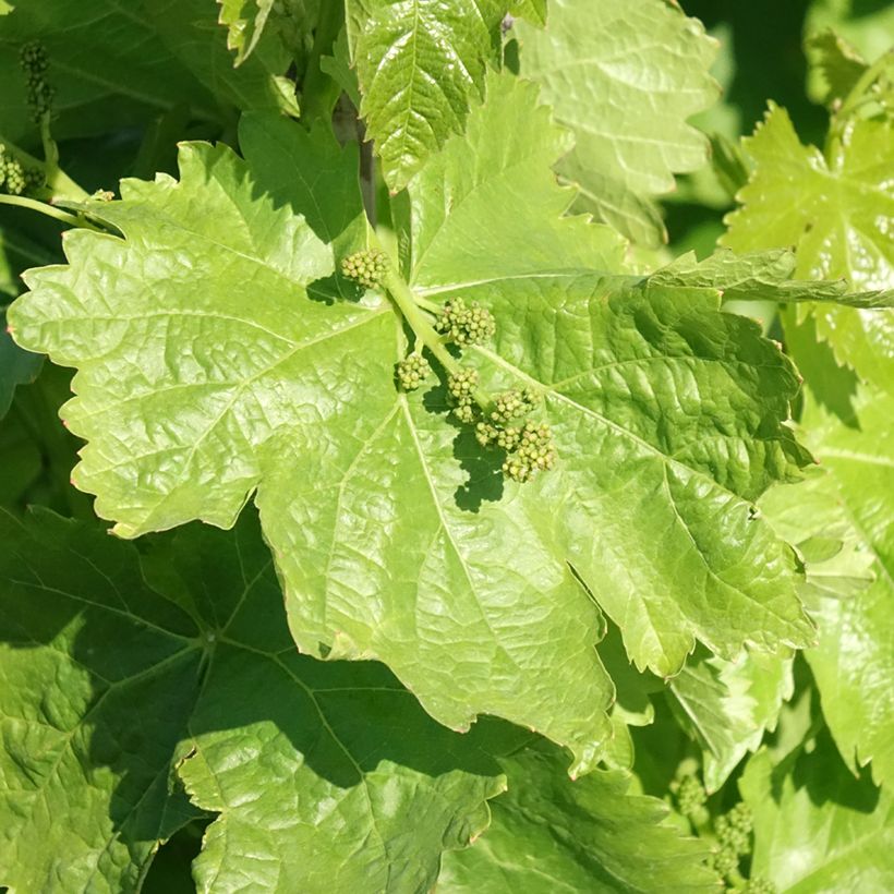 Vitis vinifera Michele Palieri - Grape vine (Foliage)