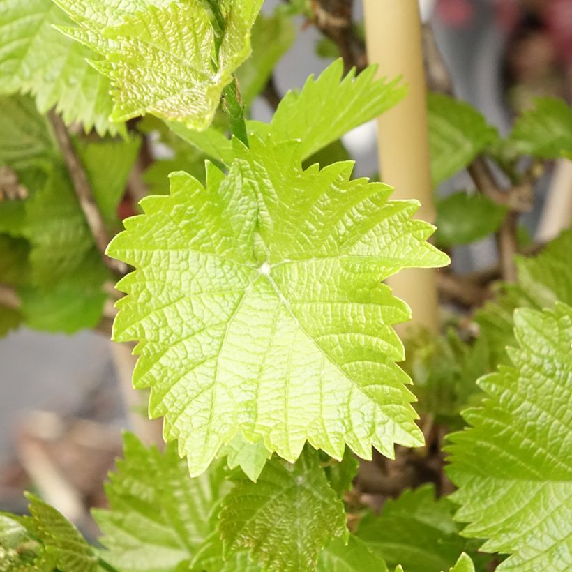 Vitis vinifera Picurka (Foliage)