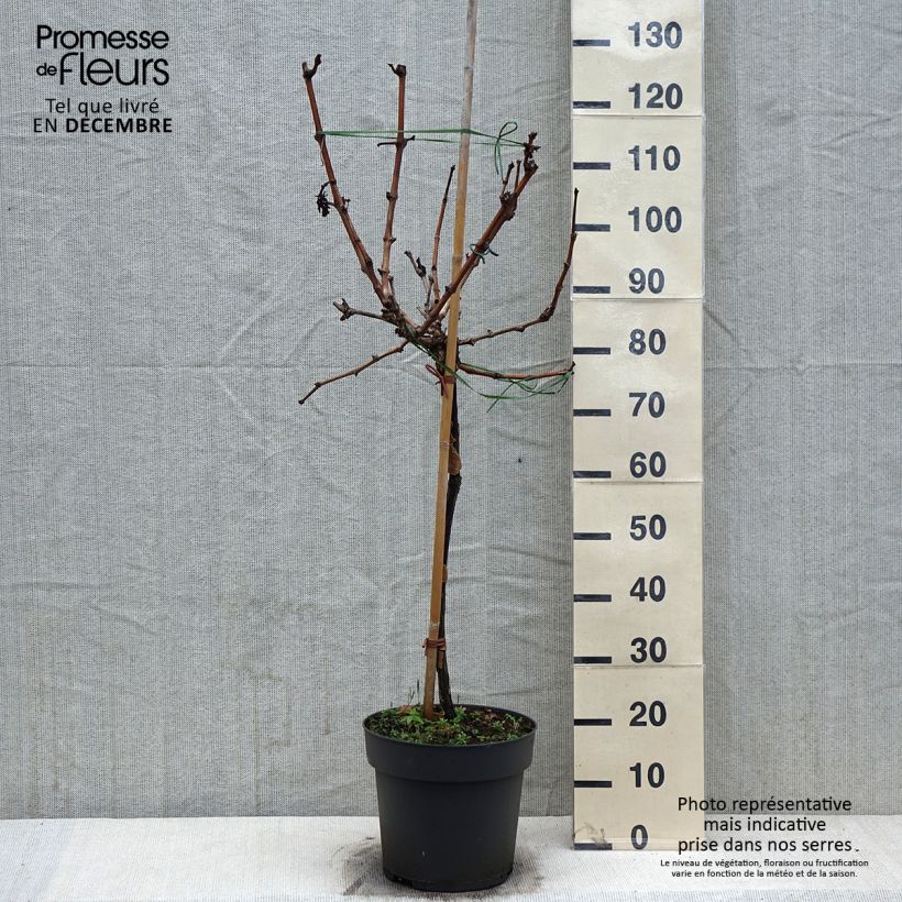 Vigne de table Picurka - Vitis vinifera - Pot de 7,5L/10L sample as delivered in winter