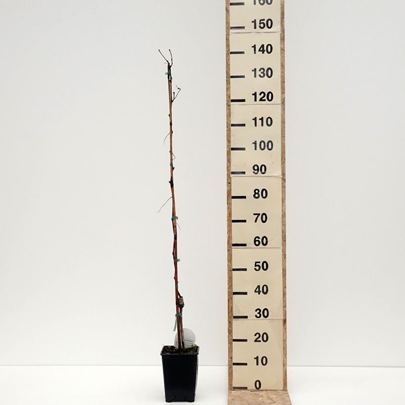 Vitis vinifera Pizzutello Bianco, Cornichon blanc, Pizza Tella Bianco - Grapevine 1.5L/2L pot sample as delivered in winter