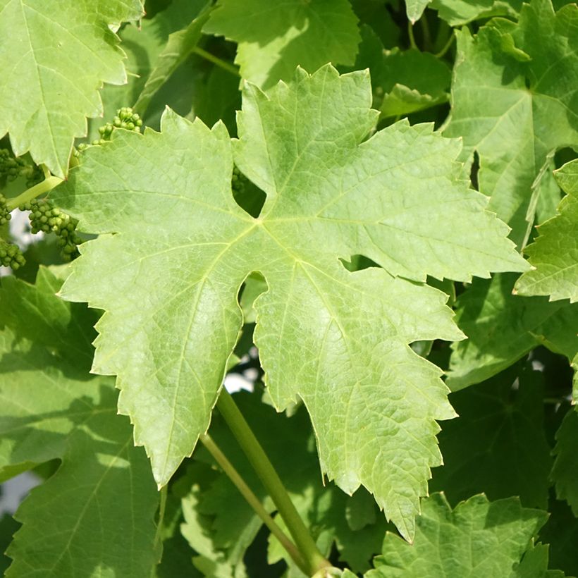 Vitis vinifera Regina dei Vigneti - Grape vine (Foliage)