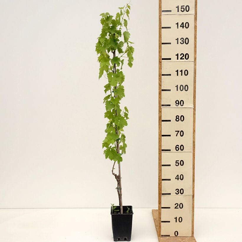 Vitis vinifera Regina dei Vigneti - Grape vine 1.5L/2L potShipped height around 100/110cm sample as delivered in spring