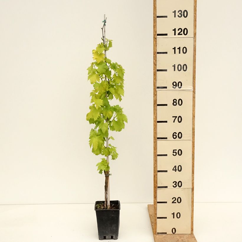 Vitis vinifera Regina Nera - Grapevine 1.5L/2L pot sample as delivered in spring