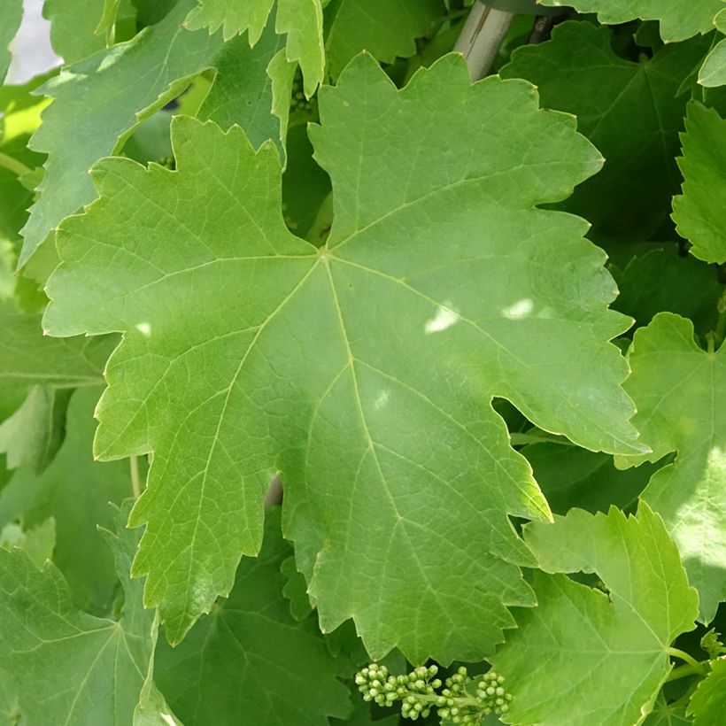 Vitis vinifera Victoria - Grape vine (Foliage)