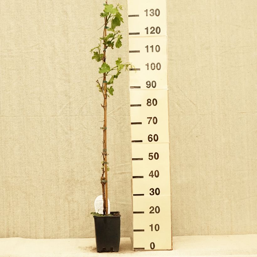 Vitis vinifera Delizia di Vaprio - Grape vine 3L/4L potShipped height around 100/150cm sample as delivered in spring