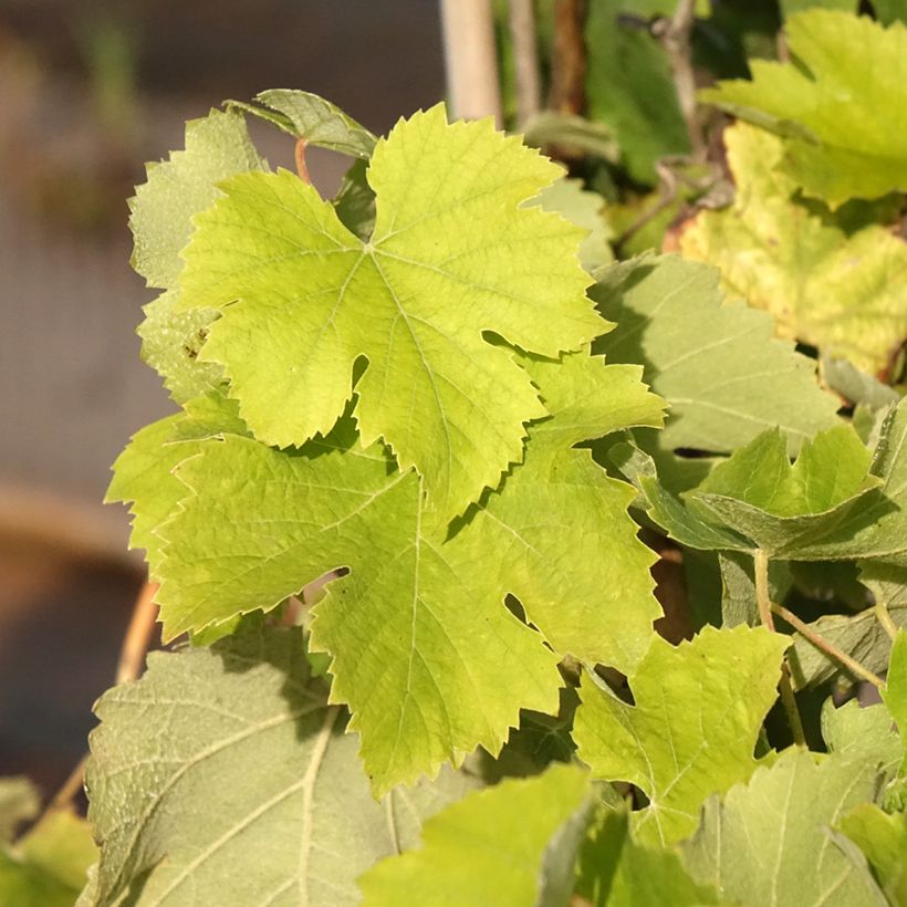 Vitis vinifera Delizia di Vaprio - Grape vine (Foliage)