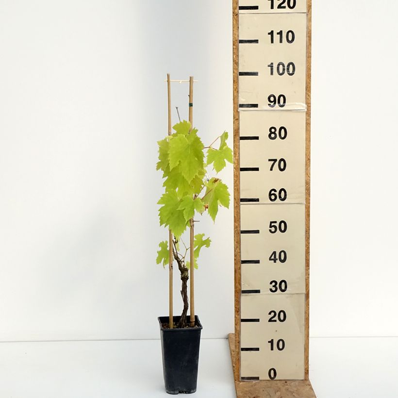 Vitis vinifera Exalta - Grape vine 2L/3L pot sample as delivered in summer