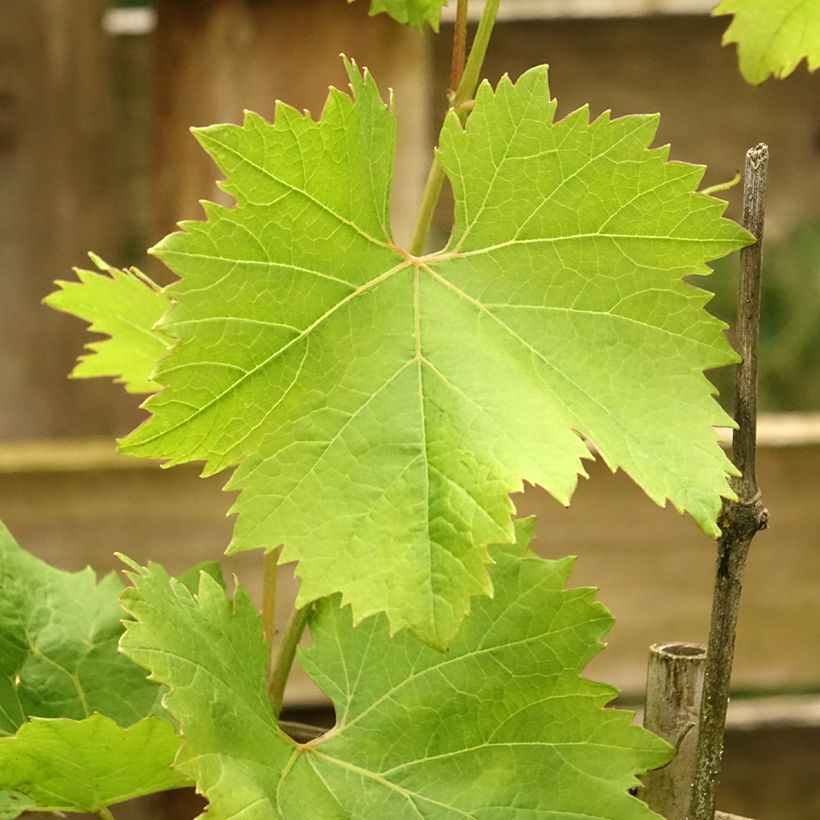 Vitis vinifera Fanny - Grape Vine (Foliage)