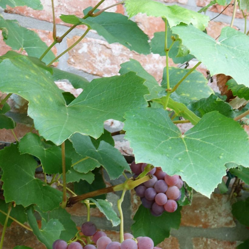 Vitis Fragola Nera - Strawberry vine (Foliage)
