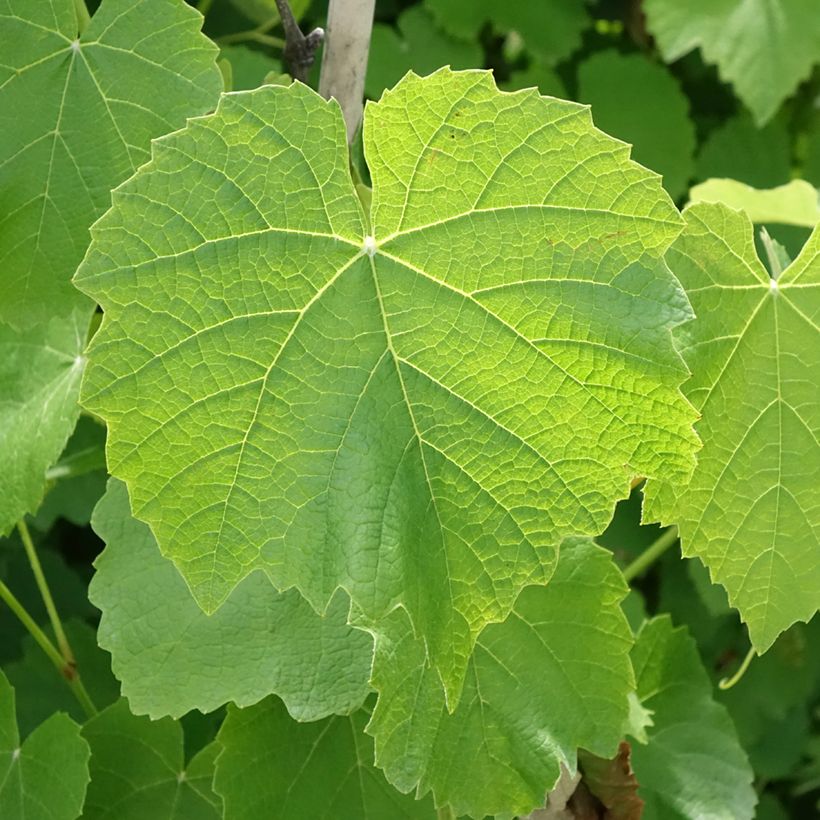 Vitis labrusca x vinifera Fragola Nera Précoce - Dessert Grape (Foliage)