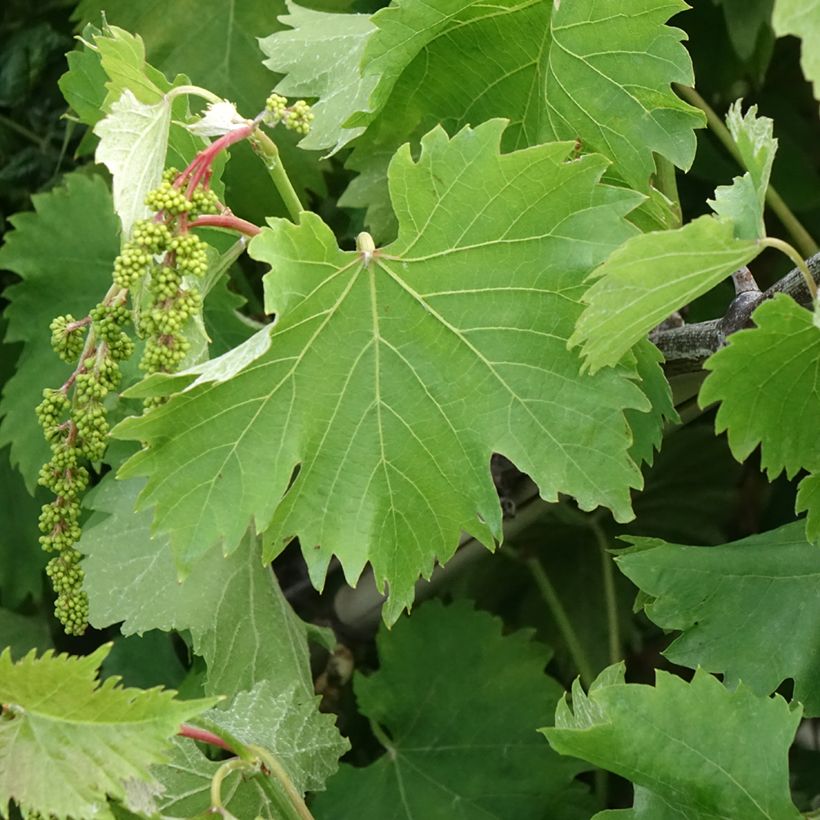 Vitis vinifera Katharina - Grape vine (Foliage)