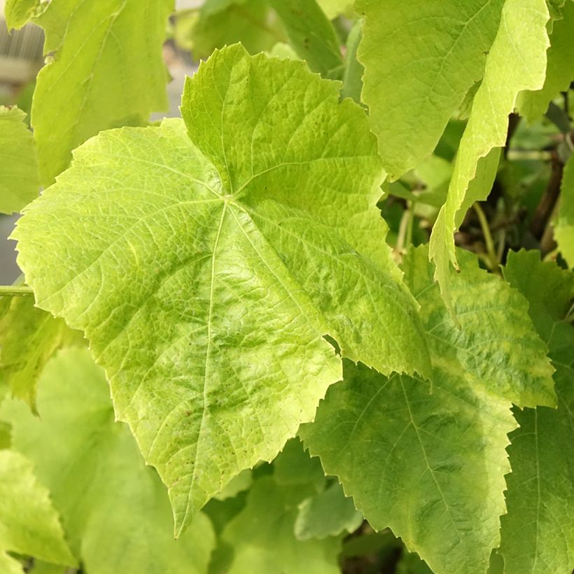 Vitis vinifera Lakemont - Grape vine (Foliage)