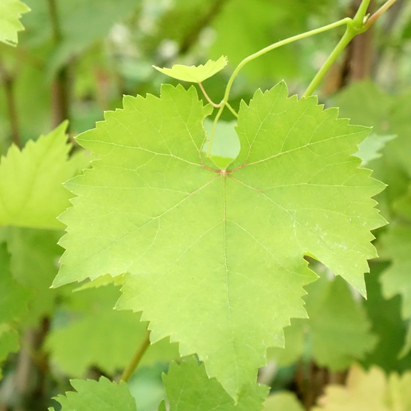 Vitis vinifera Royal Madeleine - Grape vine (Foliage)