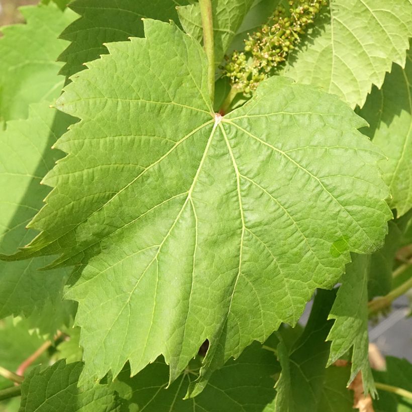 Vitis vinifera Marechal Foch - Wine and dessert grape (Foliage)