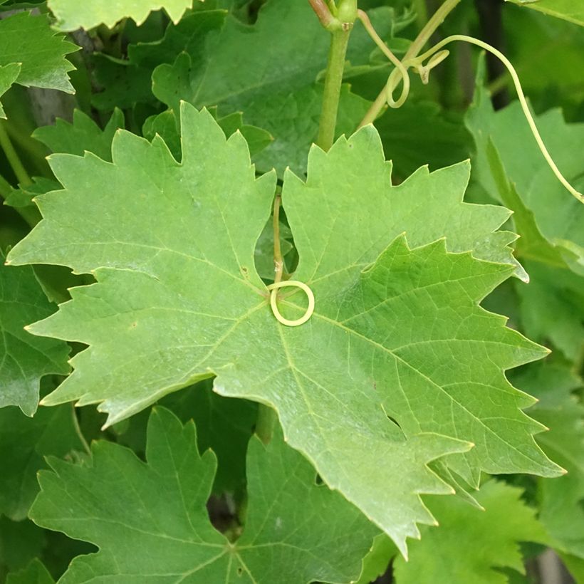 Vitis vinifera Matilde - Grape vine (Foliage)