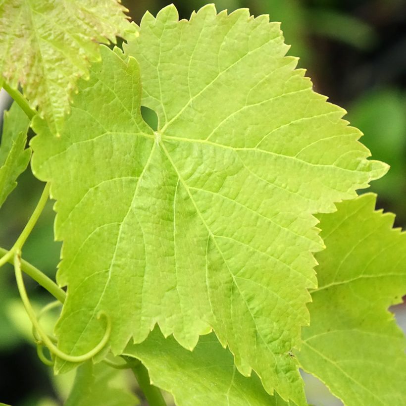 Vitis vinifera Merlot - Grape vine (Foliage)