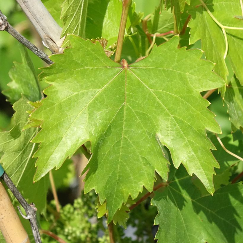 Vitis vinifera Moscato Monregalese - Grapevine (Foliage)