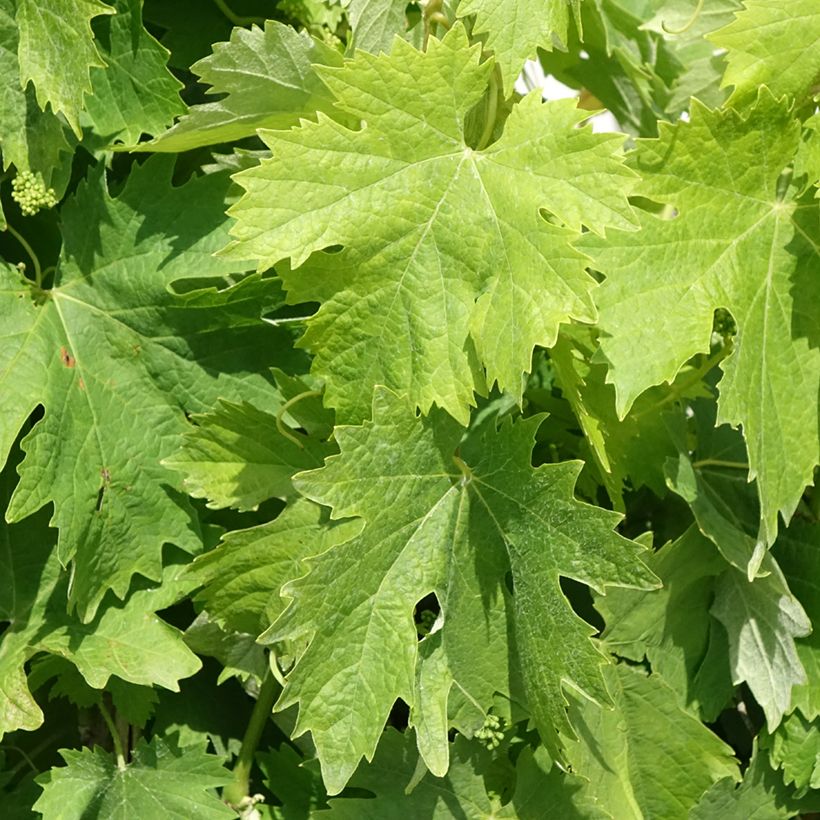 Vitis vinifera Moscato Terracina - Grapevine (Foliage)