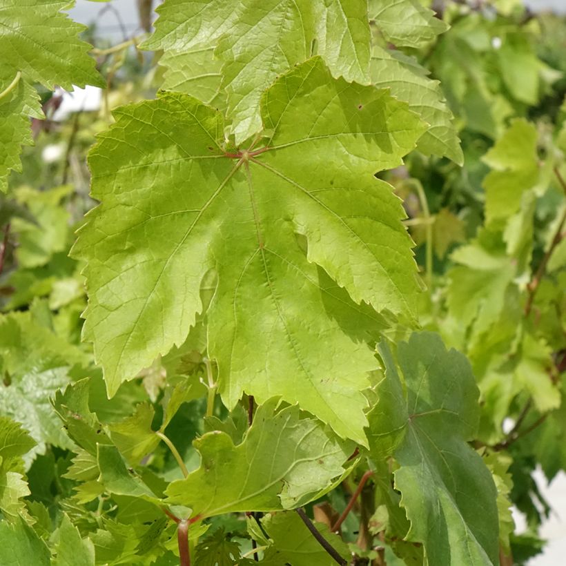 Vitis vinifera Muscat de Hambourg - Grape vine (Foliage)