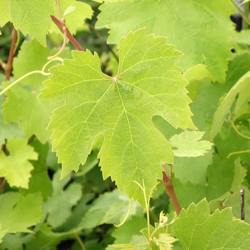 Vitis vinifera Nebbiolo - Grape vine (Foliage)