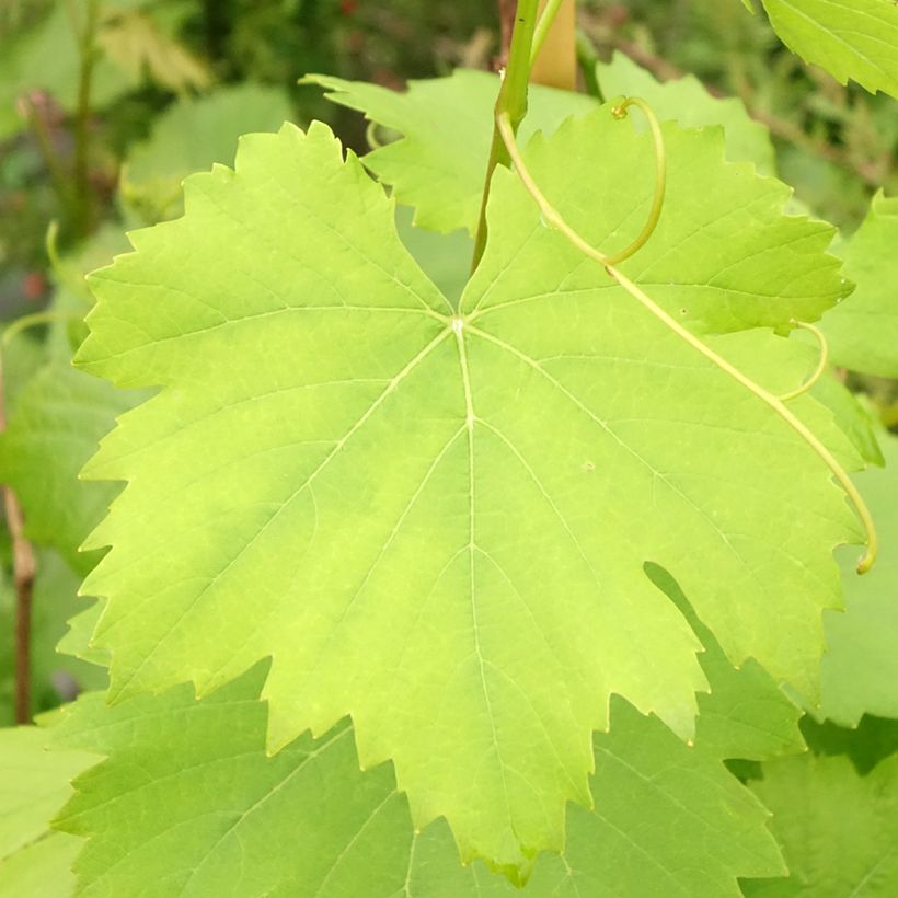 Vitis vinifera Noir Hâtif de Marseille - Grape vine (Foliage)