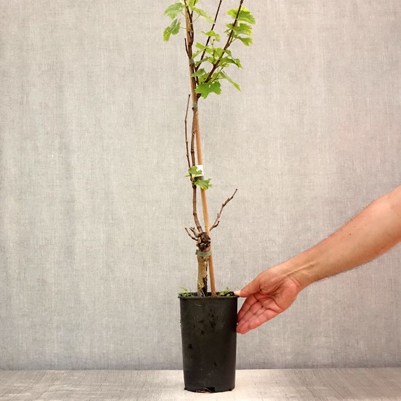 Vitis vinifera Perle de Csaba - Grape Vine 1.5L/2L pot sample as delivered in summer